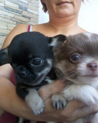 Chihuahua cuccioli meravigliosi