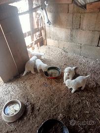 Pastore maremmano abruzzese