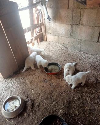 Pastore maremmano abruzzese