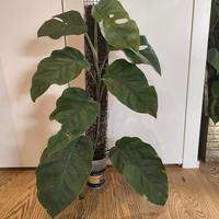 Monstera Dubia su palo