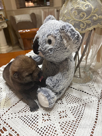 Cane lupo cecoslovacco