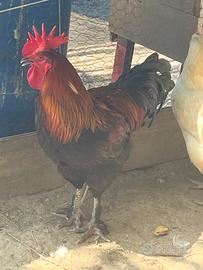 Gallo Marans