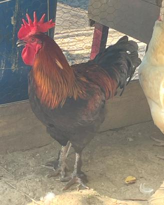Gallo Marans