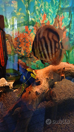Discus wild