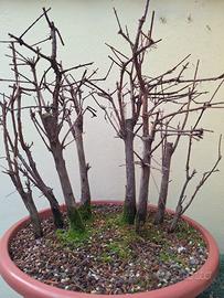 Boschetto di metasequoia