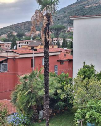 Albero di palma gigante giardino piante