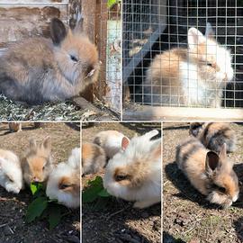 Coniglietti nani testa di Leone