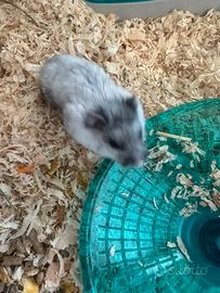 Criceto russo Winter White