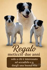 Meticcio due anni