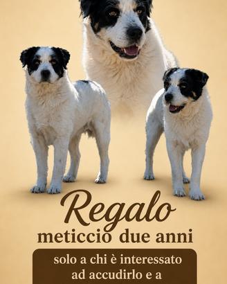Meticcio due anni