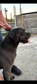 Cane corso