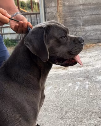 Cane corso