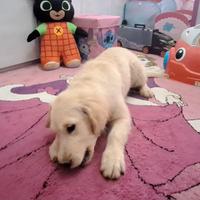 Maschio golden cucciolo