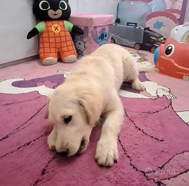 Maschio golden cucciolo