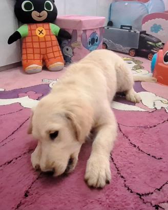 Maschio golden cucciolo