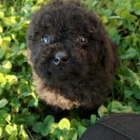 Barboncino toy e nano