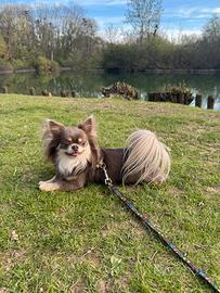 Disponibile per monta