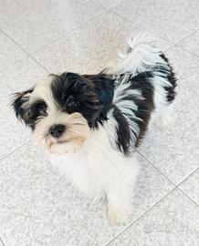 Bichon cucciola