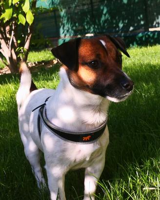 Jack Russel con reale Pedigree