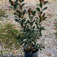 Photinia da siepe