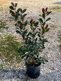 Photinia da siepe