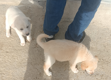 Cani di razza grandi