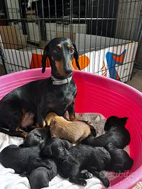 Cuccioli di bassotto