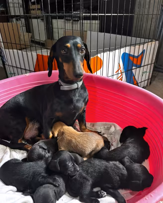 Cuccioli di bassotto