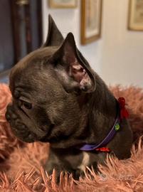 Bulldog francese