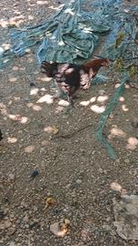Marans