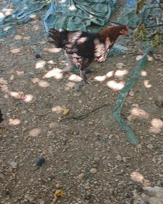 Marans