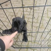 Ultima cucciola di cane corso