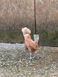 Ova galline Padovane