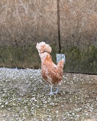 Ova e pulcini di galline Padovane