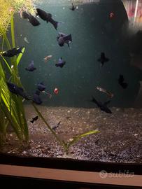 Black Molly avanotti
