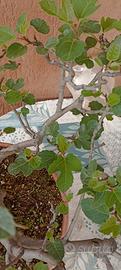bonsai a ceppaia di fico 