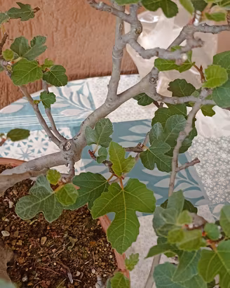 bonsai a ceppaia di fico 