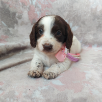 Bassottina choco piebald pelo lungo