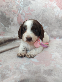 Bassottina choco piebald pelo lungo