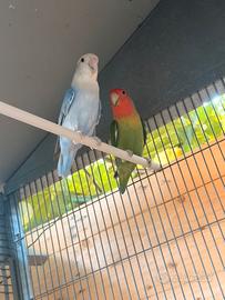 Inseparabili