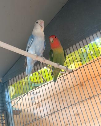 Inseparabili