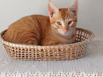 GATTINO ROSSO 3 mesi