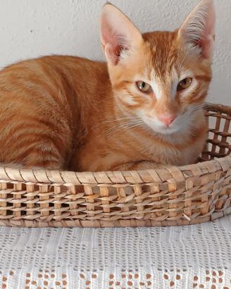 GATTINO ROSSO 3 mesi