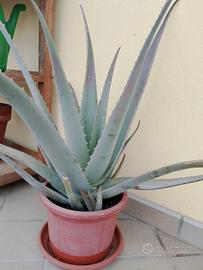 Aloe pianta 