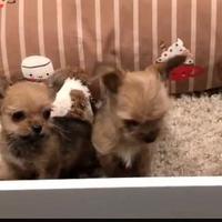 Chorkie teacup da Chihuahua Yorkshire piccolissimi