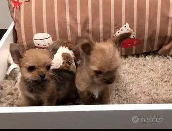 Chorkie teacup da Chihuahua Yorkshire piccolissimi