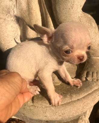 Micro fratellini super super toy di chihuahua