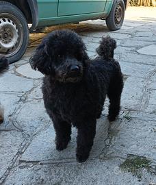 Barboncino maschio affido