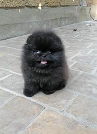 Volpino Pomerania NERO senza bianco UNICO