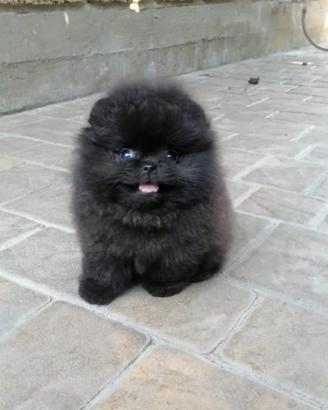 Volpino Pomerania NERO senza bianco UNICO